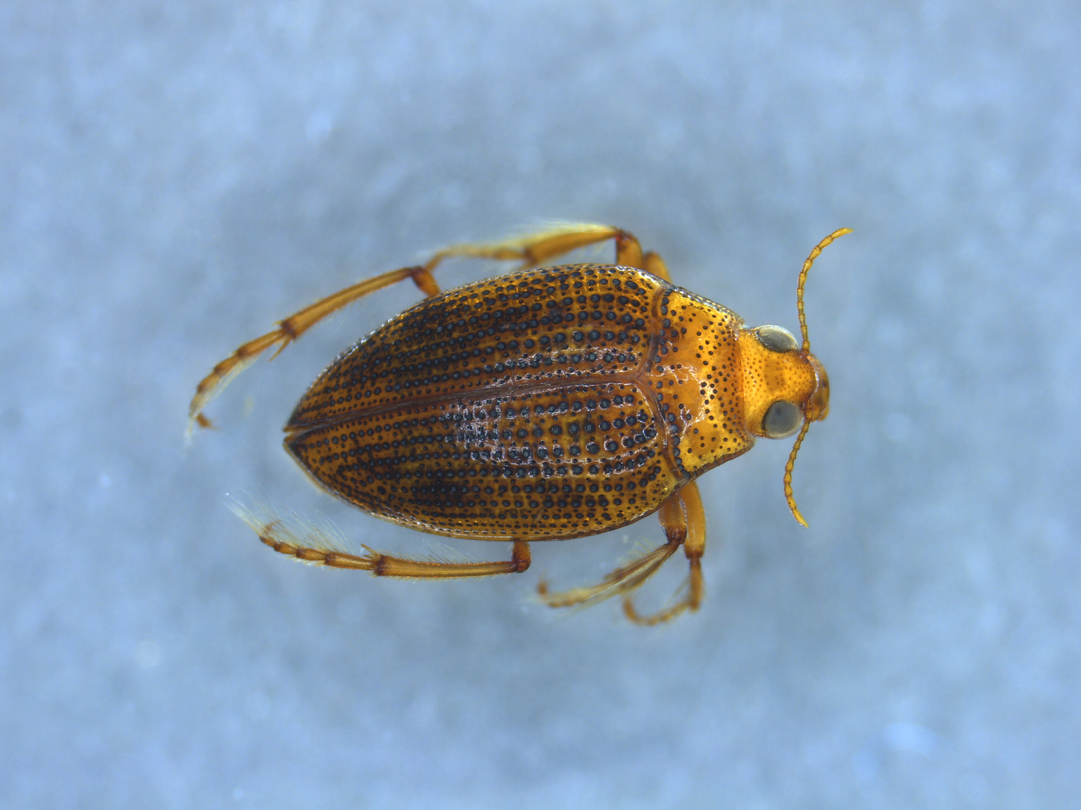 Haliplus flavicollis.